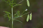 Lentil vetch